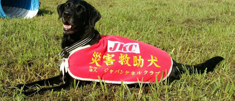横須賀警察犬訓練所 災害救助犬